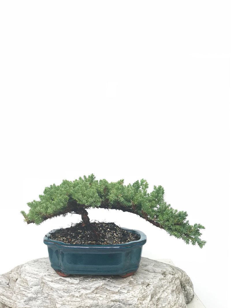JAPANESE JUNIPER (JP1902368) - MiniGardens NZ