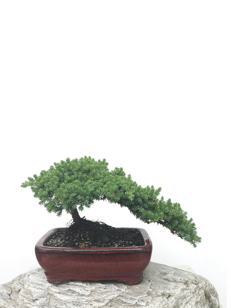 JAPANESE JUNIPER (JP1902369) - MiniGardens NZ