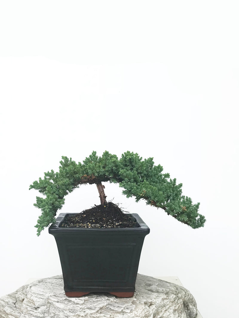 JAPANESE JUNIPER (JP1902370) - MiniGardens NZ