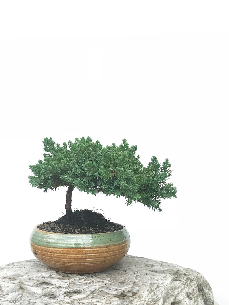 JAPANESE JUNIPER (JP1902374) - MiniGardens NZ