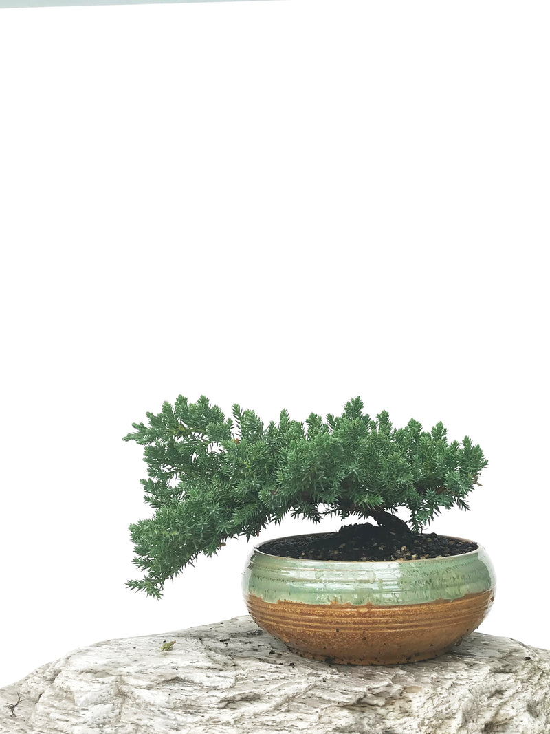 JAPANESE JUNIPER (JP1902375) - MiniGardens NZ