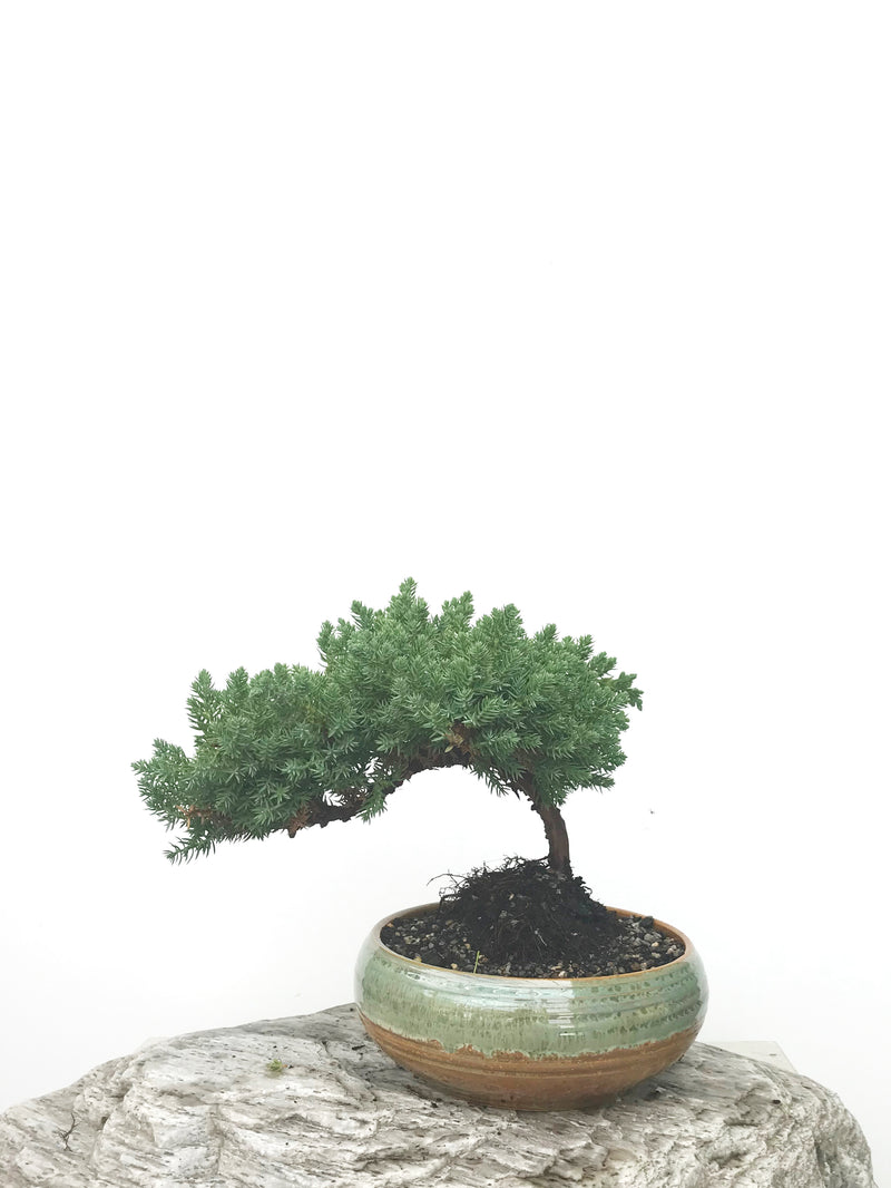 JAPANESE JUNIPER (JP1902376) - MiniGardens NZ