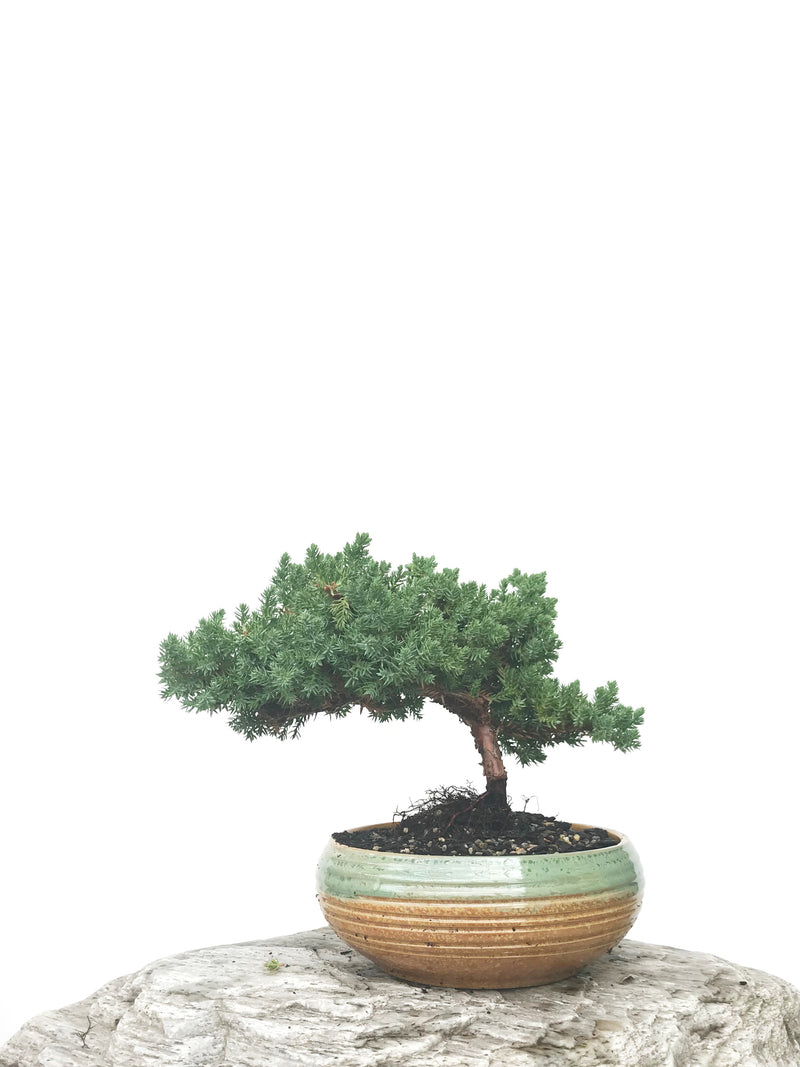 JAPANESE JUNIPER (JP1902377) - MiniGardens NZ