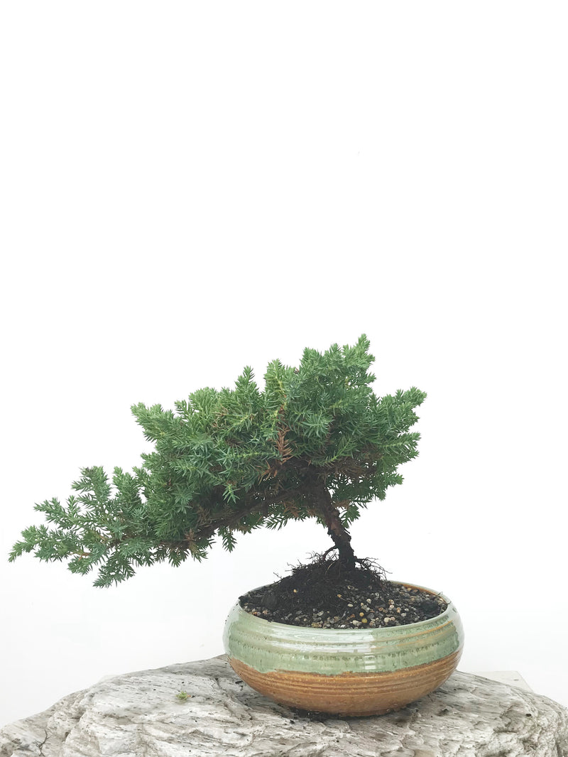 JAPANESE JUNIPER (JP1902378) - MiniGardens NZ