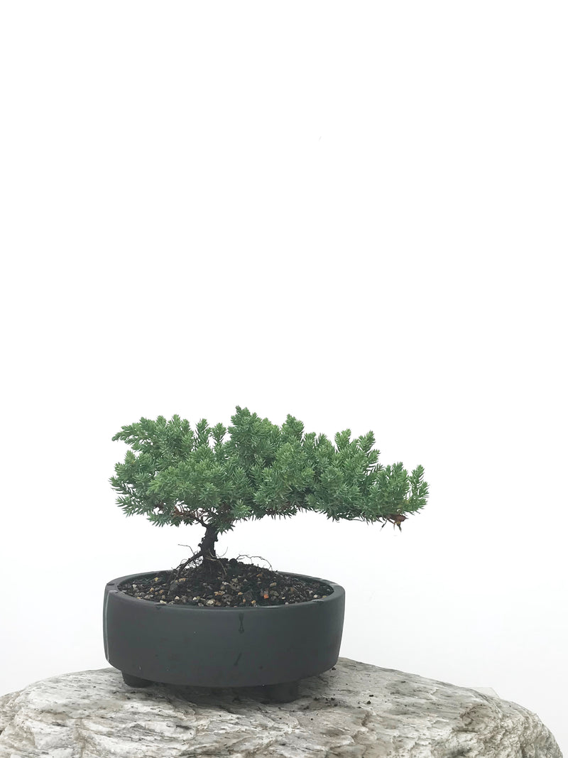 JAPANESE JUNIPER (JP1902381) - MiniGardens NZ