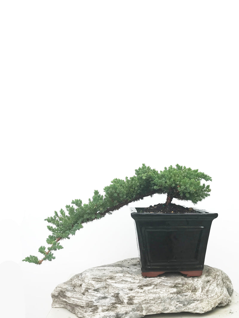 JAPANESE JUNIPER (JP1902384) - MiniGardens NZ