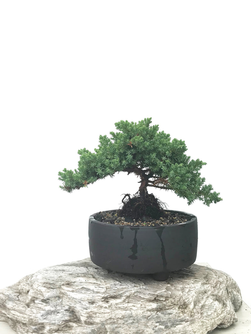 JAPANESE JUNIPER (JP1902385) - MiniGardens NZ