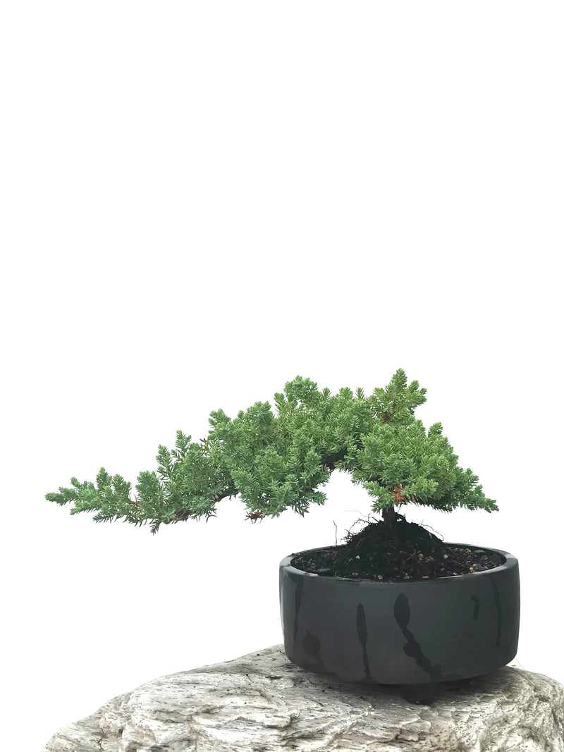 JAPANESE JUNIPER (JP1902386) - MiniGardens NZ