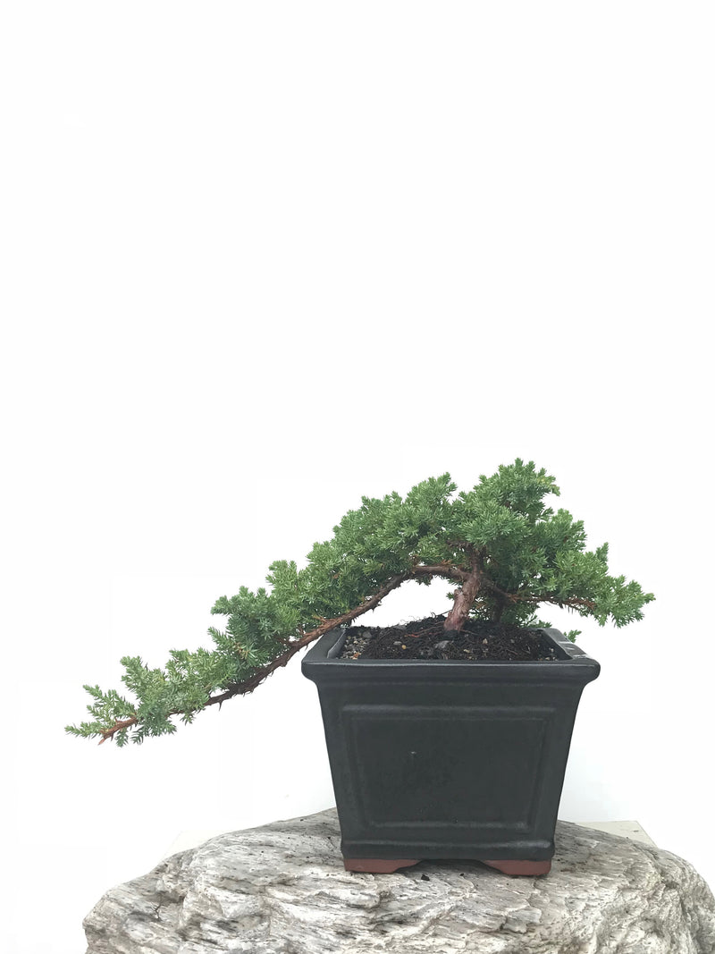 JAPANESE JUNIPER (JP1902387) - MiniGardens NZ
