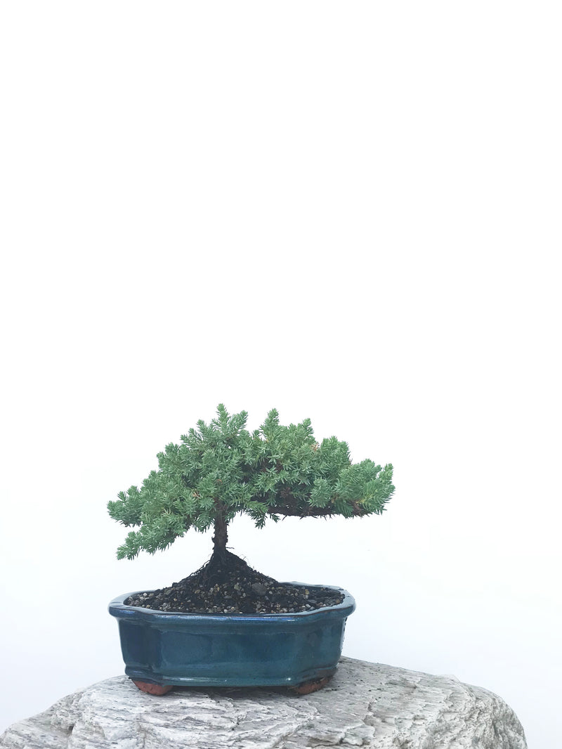 JAPANESE JUNIPER (JP1902389) - MiniGardens NZ