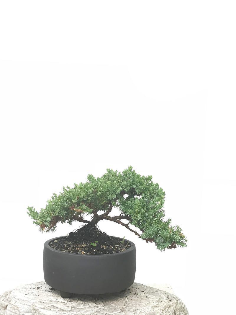 JAPANESE JUNIPER (JP1902391) - MiniGardens NZ