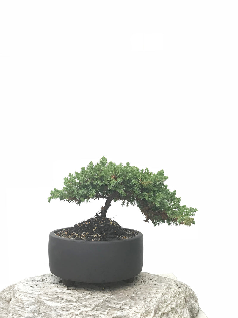 JAPANESE JUNIPER (JP1902392) - MiniGardens NZ
