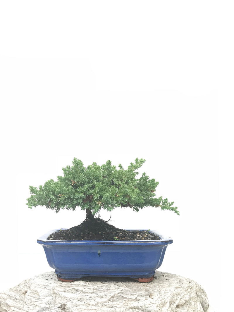 JAPANESE JUNIPER (JP1902394) - MiniGardens NZ