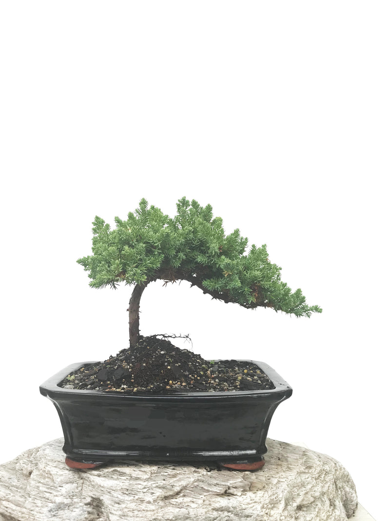 JAPANESE JUNIPER (JP1902395) - MiniGardens NZ