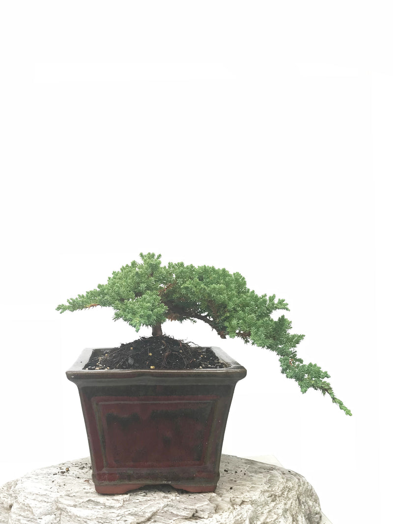 JAPANESE JUNIPER (JP1902396) - MiniGardens NZ