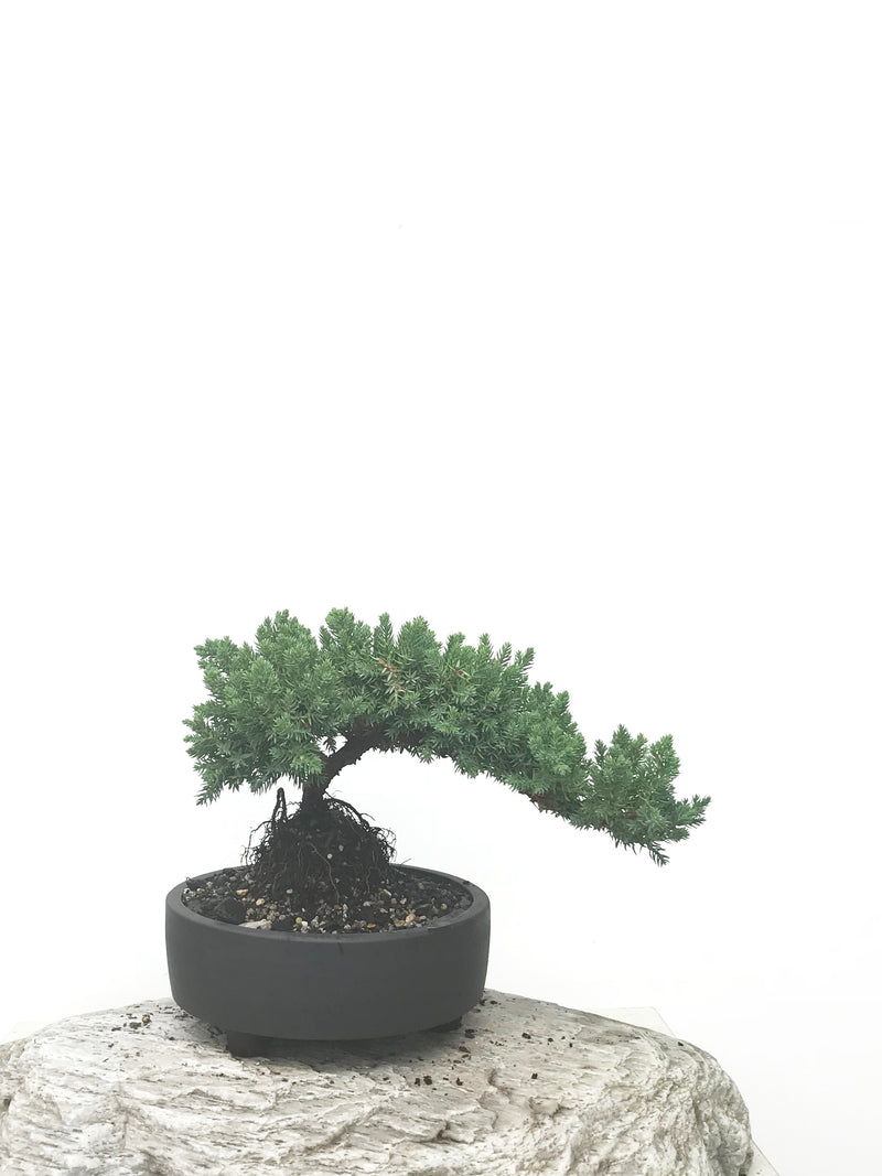 JAPANESE JUNIPER (JP1902397) - MiniGardens NZ
