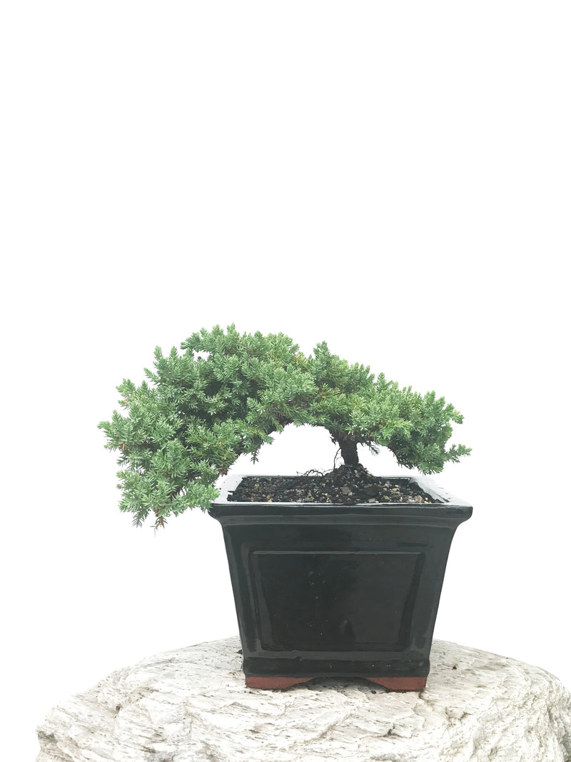 JAPANESE JUNIPER (JP1902398) - MiniGardens NZ