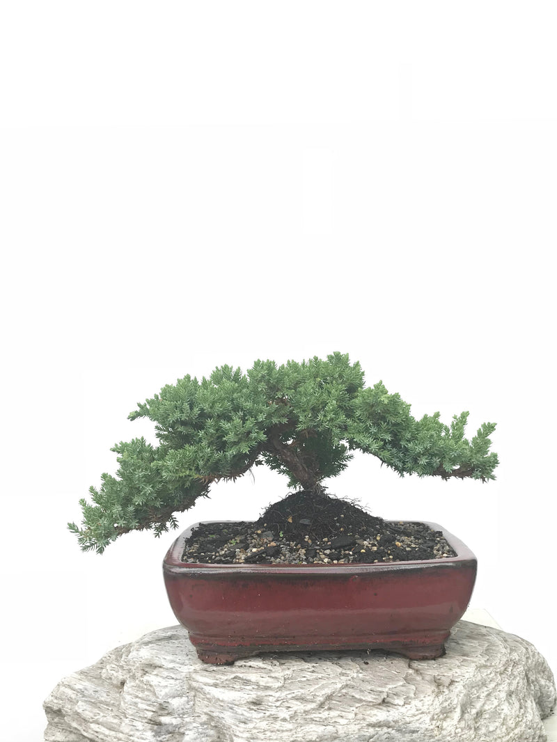 JAPANESE JUNIPER (JP1902399) - MiniGardens NZ