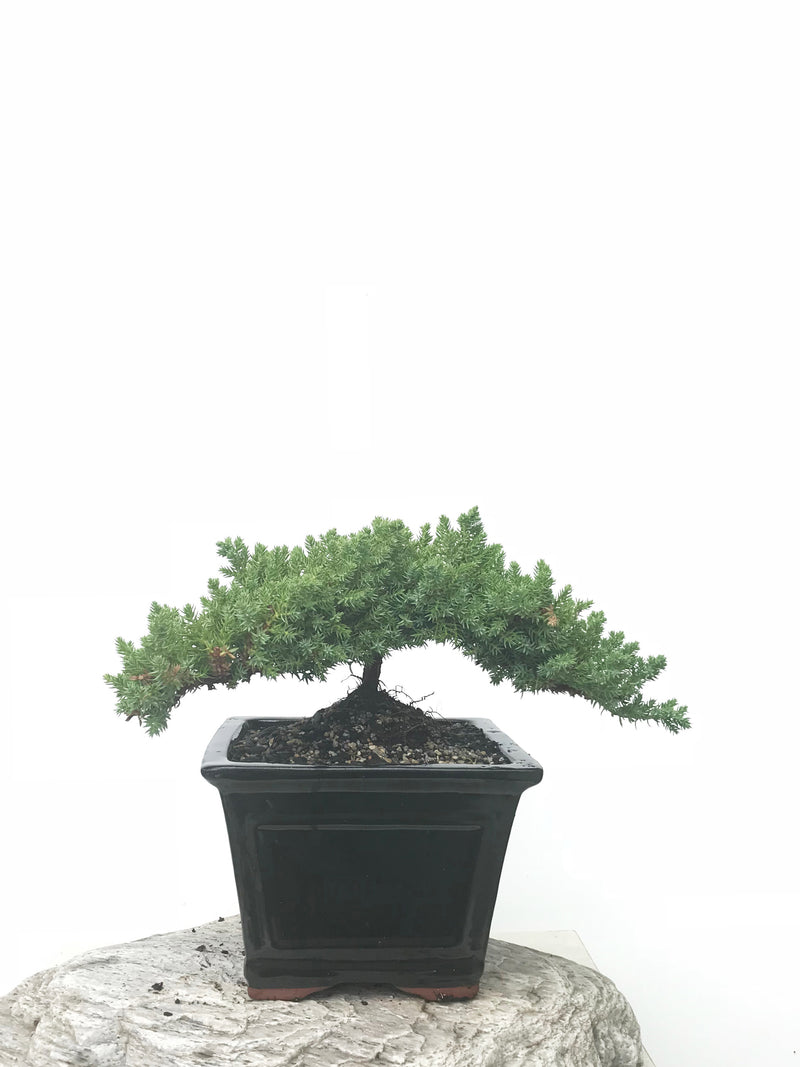 JAPANESE JUNIPER (JP1902400) - MiniGardens NZ