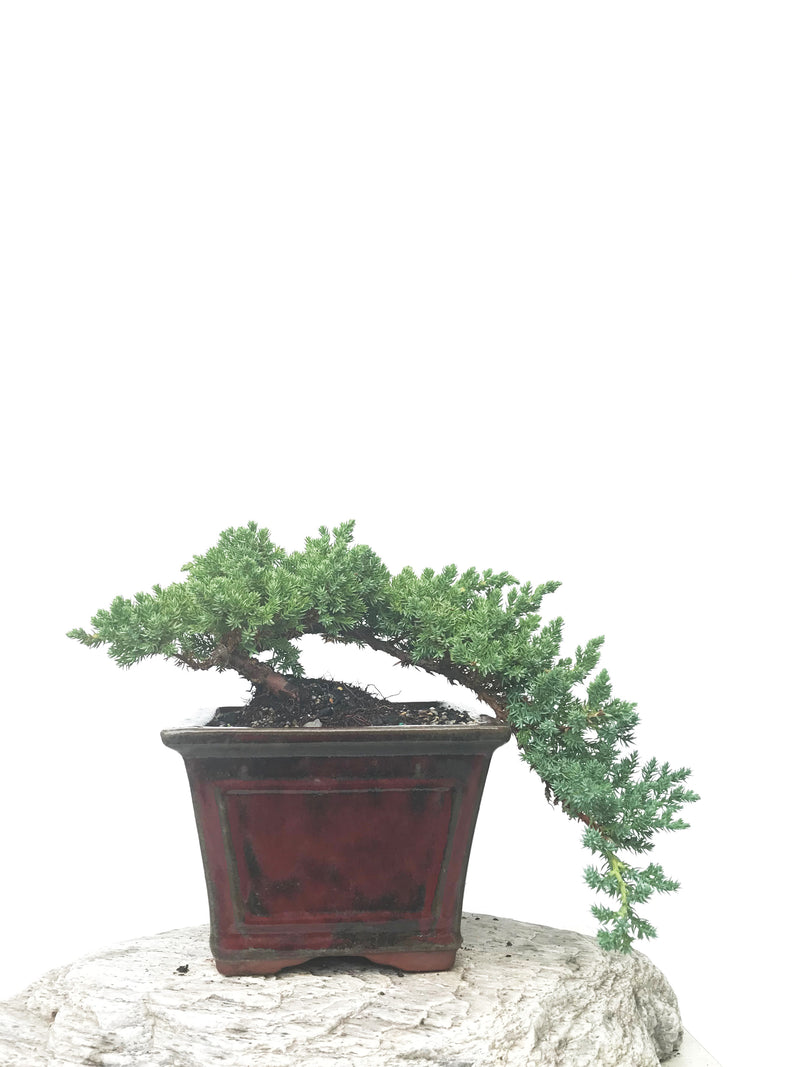 JAPANESE JUNIPER (JP1902401) - MiniGardens NZ