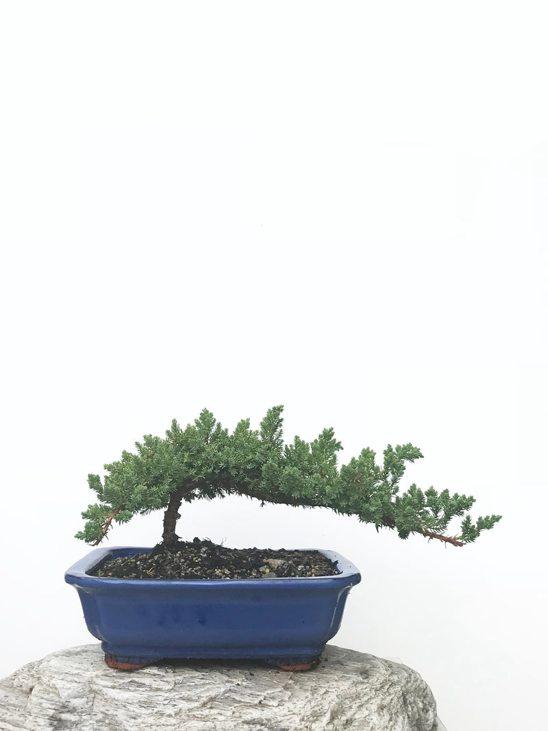 JAPANESE JUNIPER (JP1902402) - MiniGardens NZ