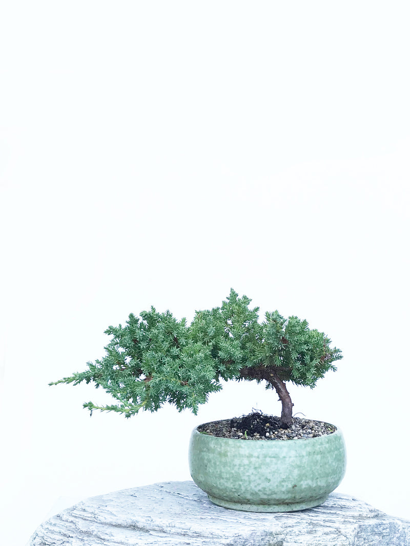 JAPANESE JUNIPER (JP1903403) - MiniGardens NZ