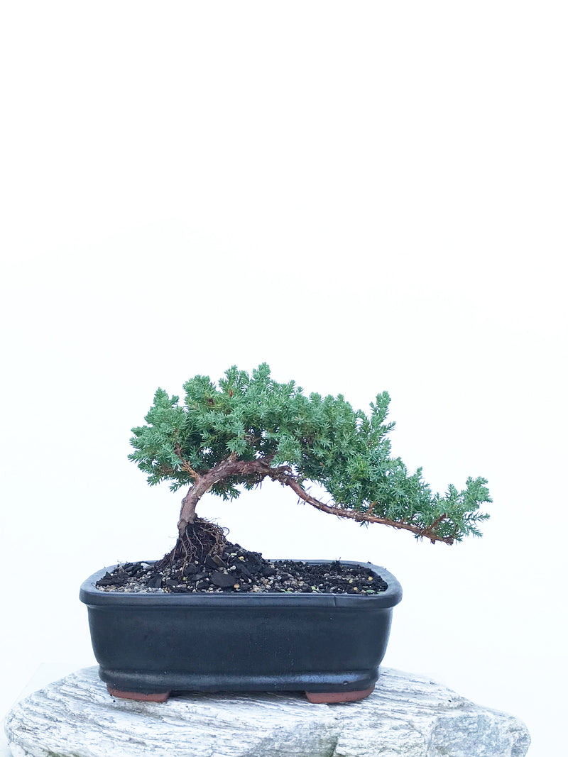 JAPANESE JUNIPER (JP1903404) - MiniGardens NZ