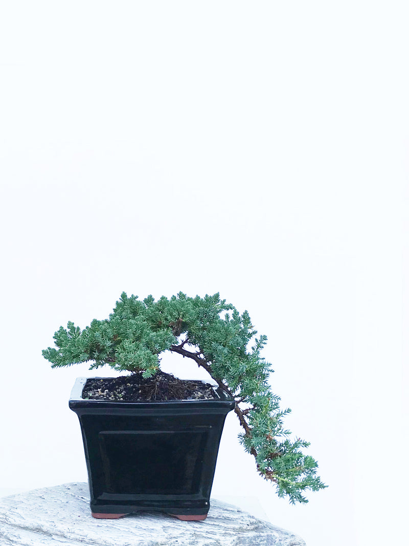 JAPANESE JUNIPER (JP1903405) - MiniGardens NZ