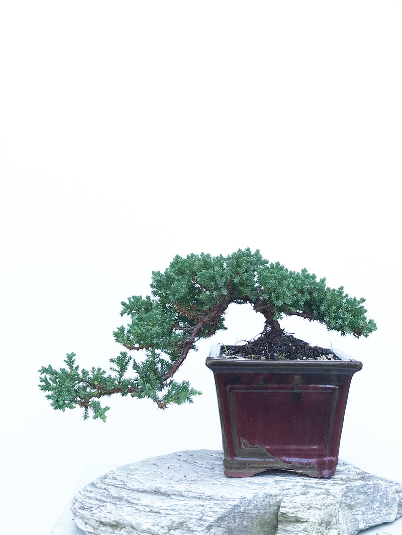 JAPANESE JUNIPER (JP1903406) - MiniGardens NZ