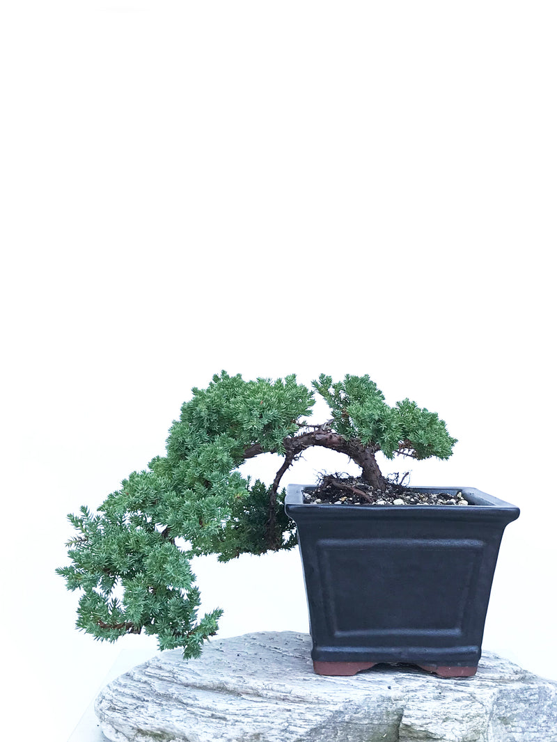 JAPANESE JUNIPER (JP1903407) - MiniGardens NZ