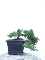 JAPANESE JUNIPER (JP1903407) - MiniGardens NZ