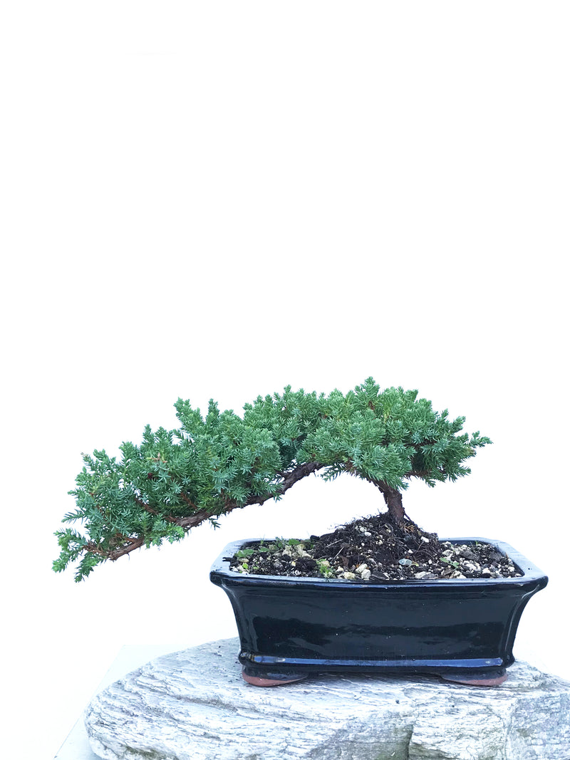 JAPANESE JUNIPER (JP1903408) - MiniGardens NZ