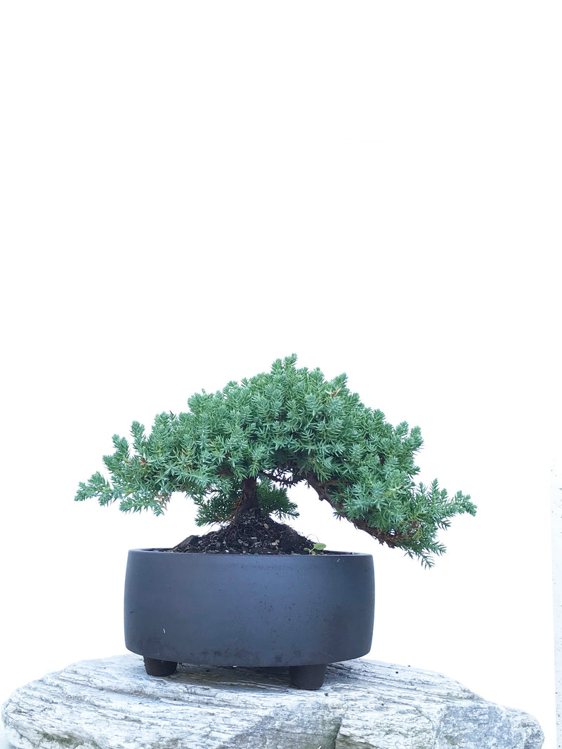 JAPANESE JUNIPER (JP1903409) - MiniGardens NZ