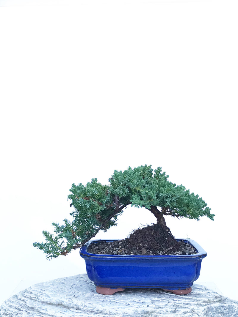 JAPANESE JUNIPER (JP1903410) - MiniGardens NZ