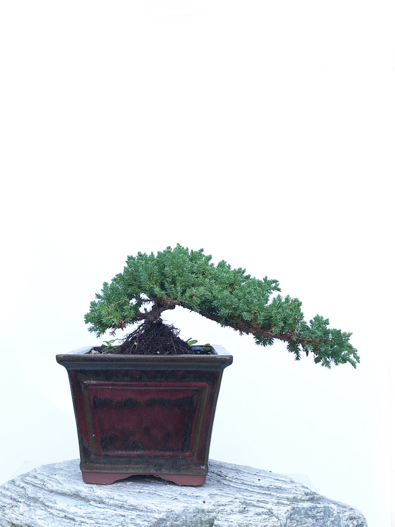 JAPANESE JUNIPER (JP1903412) - MiniGardens NZ