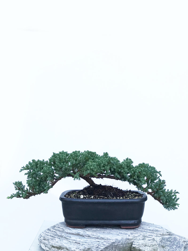JAPANESE JUNIPER (JP1903413) - MiniGardens NZ
