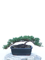 JAPANESE JUNIPER (JP1903413) - MiniGardens NZ