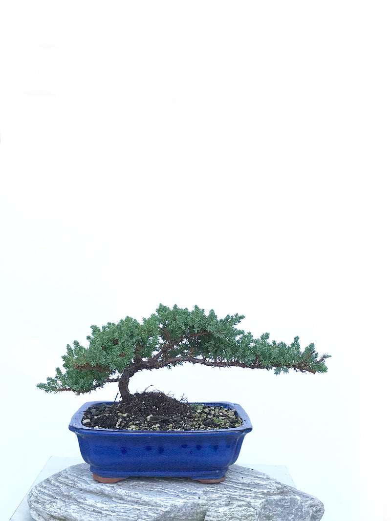 JAPANESE JUNIPER (JP1903414) - MiniGardens NZ