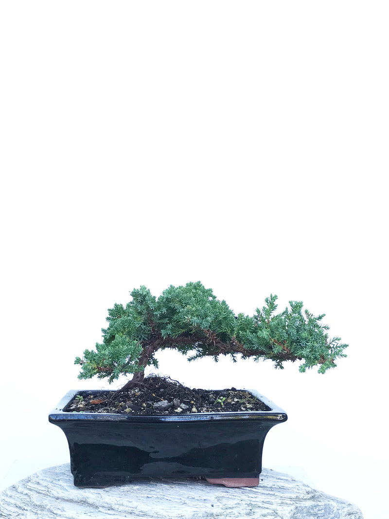 JAPANESE JUNIPER (JP1903415) - MiniGardens NZ