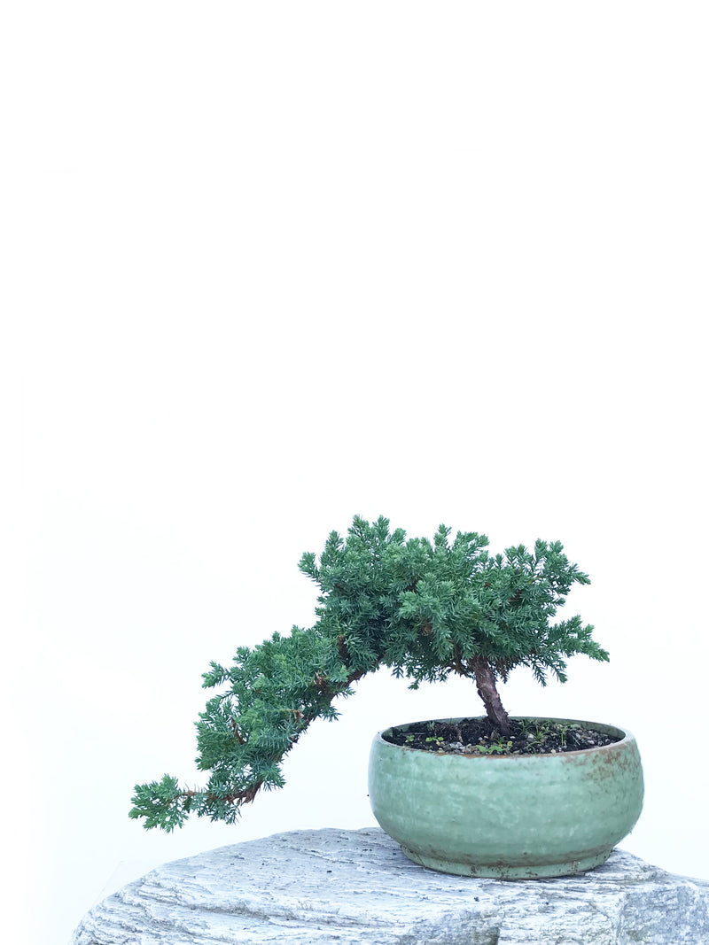 JAPANESE JUNIPER (JP1903416) - MiniGardens NZ