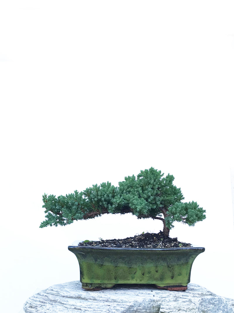 JAPANESE JUNIPER (JP1903418) - MiniGardens NZ
