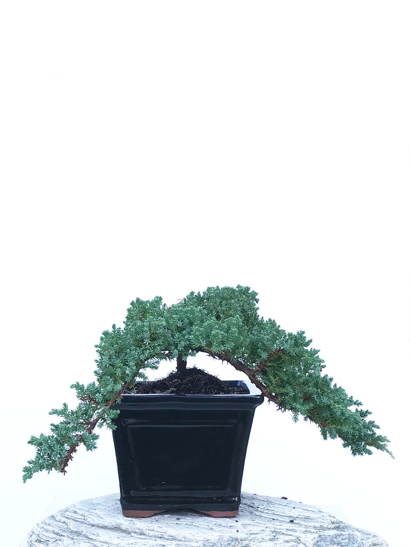 JAPANESE JUNIPER (JP1903419) - MiniGardens NZ