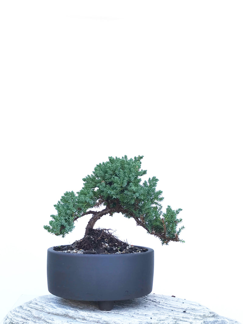 JAPANESE JUNIPER (JP1903420) - MiniGardens NZ