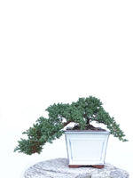 JAPANESE JUNIPER (JP1903421) - MiniGardens NZ