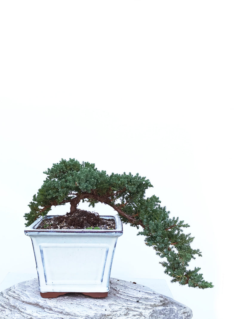 JAPANESE JUNIPER (JP1903421) - MiniGardens NZ