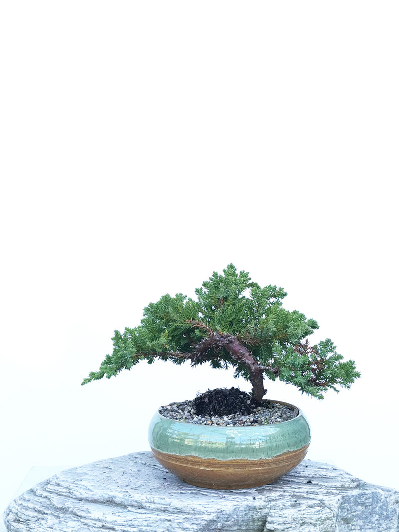 JAPANESE JUNIPER (JP1903422) - MiniGardens NZ