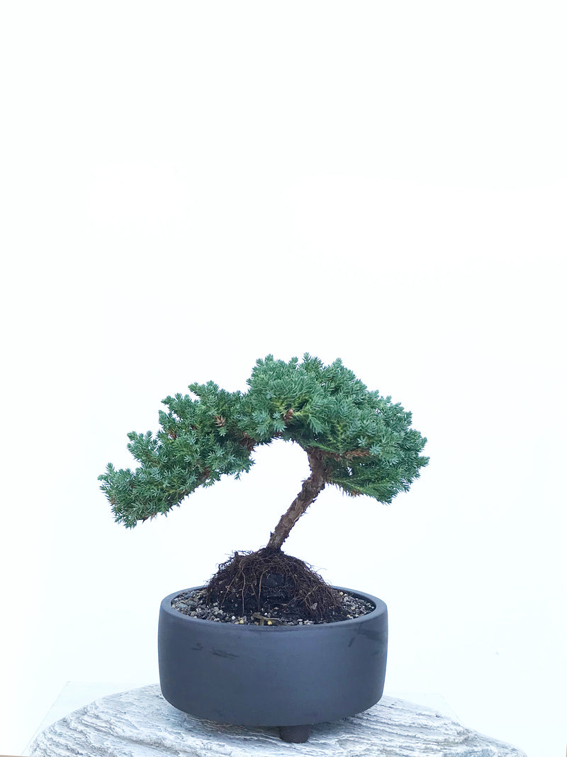 JAPANESE JUNIPER (JP1903424) - MiniGardens NZ