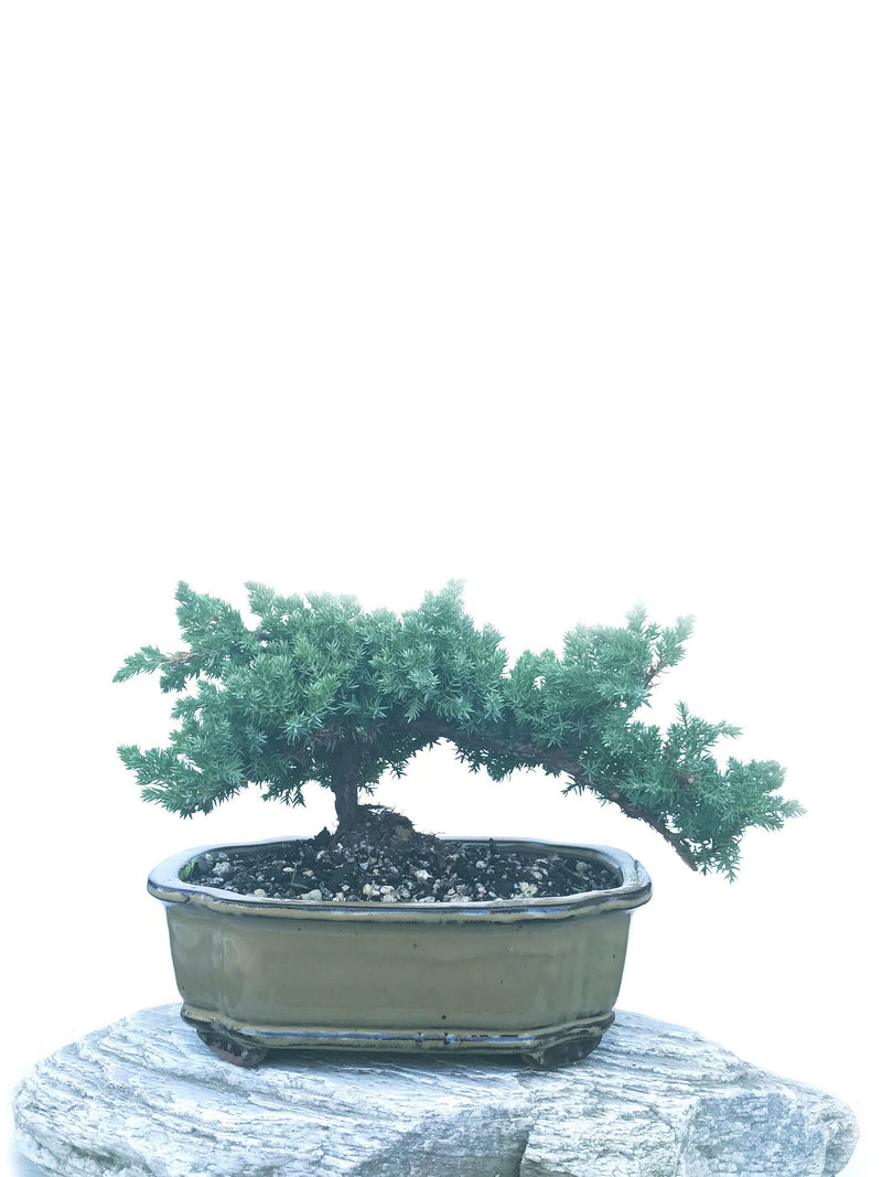 JAPANESE JUNIPER (JP1904426) - MiniGardens NZ