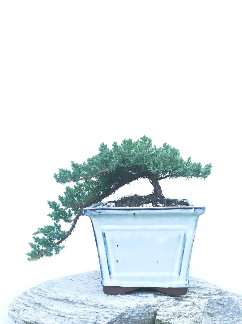 JAPANESE JUNIPER (JP1904427) - MiniGardens NZ
