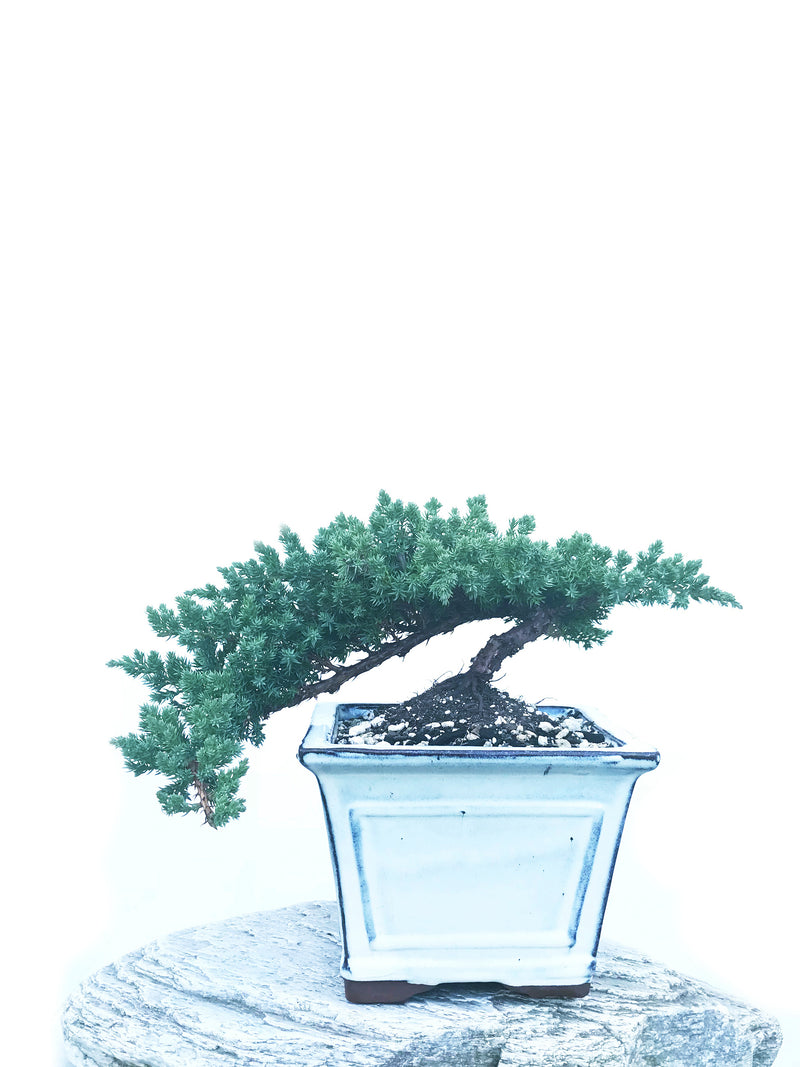 JAPANESE JUNIPER (JP1904429) - MiniGardens NZ